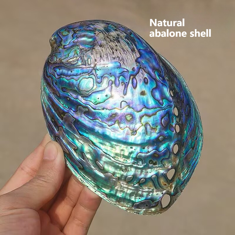 Aquarium Fish New Zealand - New Zealand Pattern Abalone Shell Conch