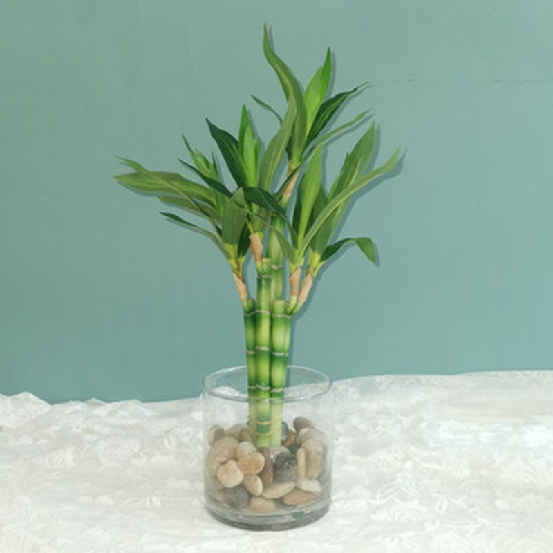 Aquarium Fish Bowl - New 40cm Artificial Lucky Bamboo Succulent