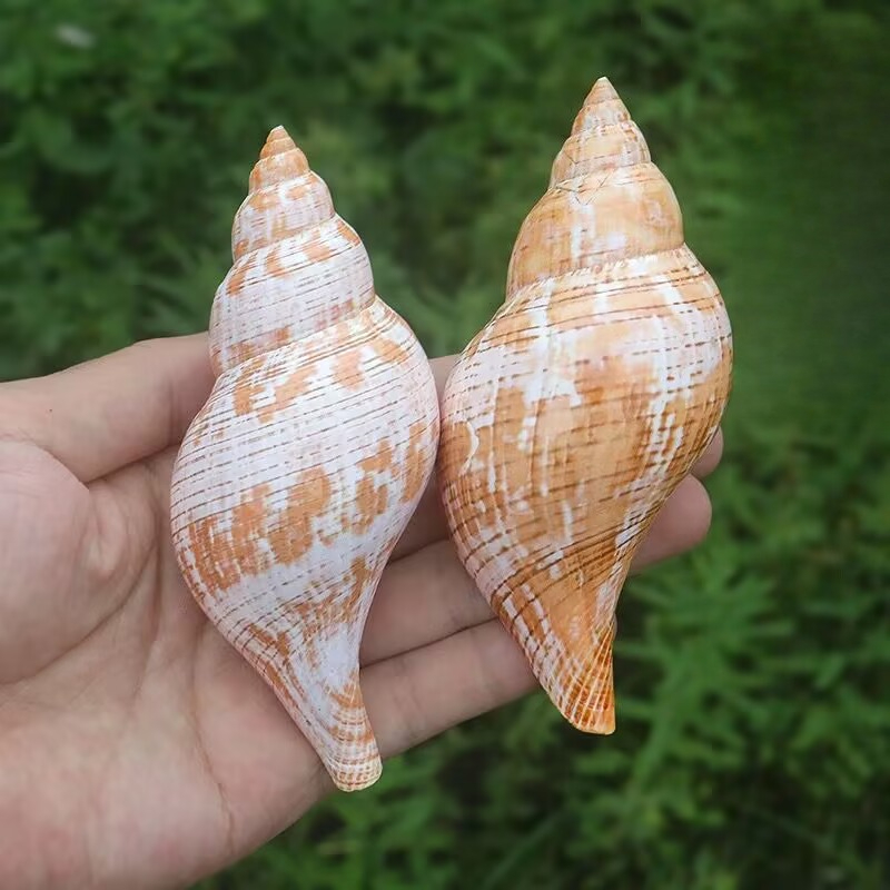 Natural Conch Tulip Snail Herm - Aquarium Fish Popular 评论和价格