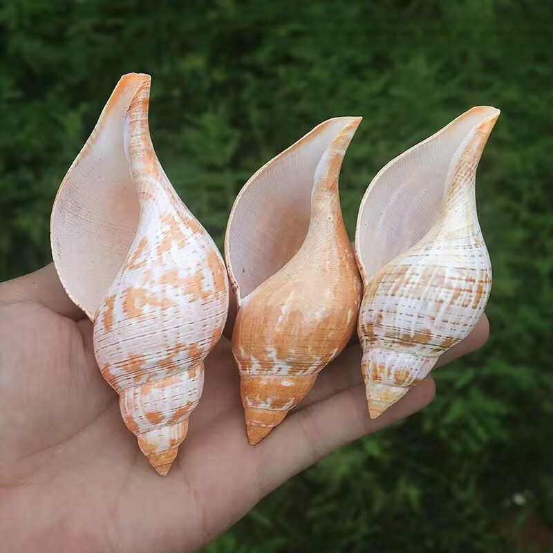 Natural Conch Tulip Snail Herm - Aquarium Fish Popular 评论和价格