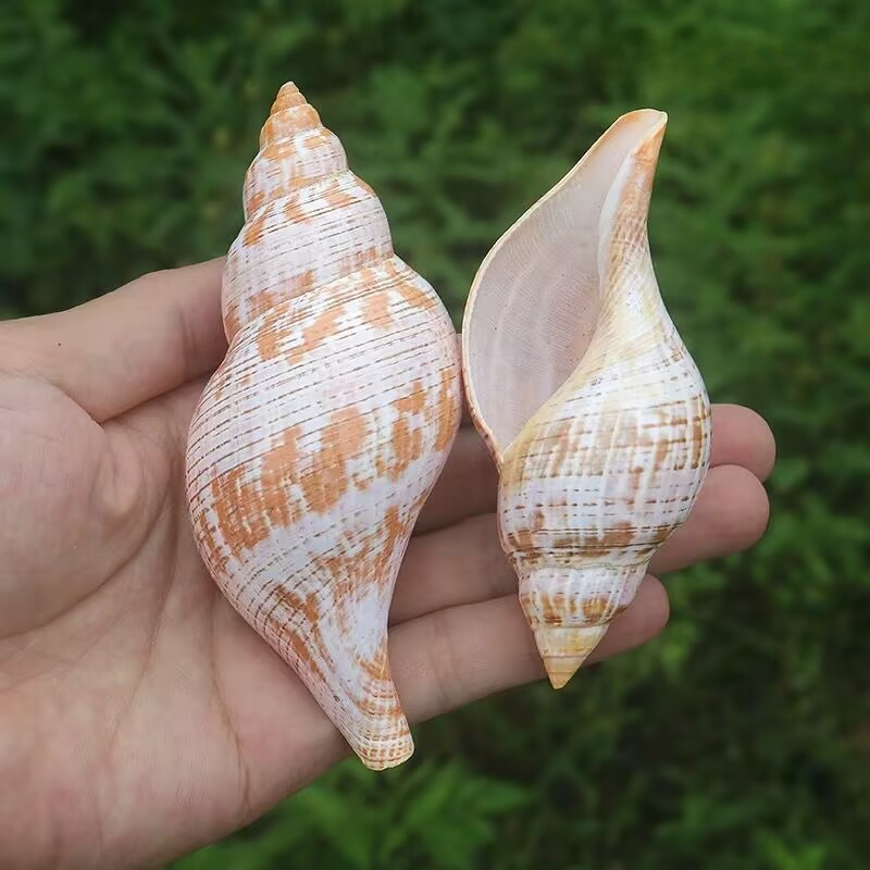 Natural Conch Tulip Snail Herm - Aquarium Fish Popular 评论和价格