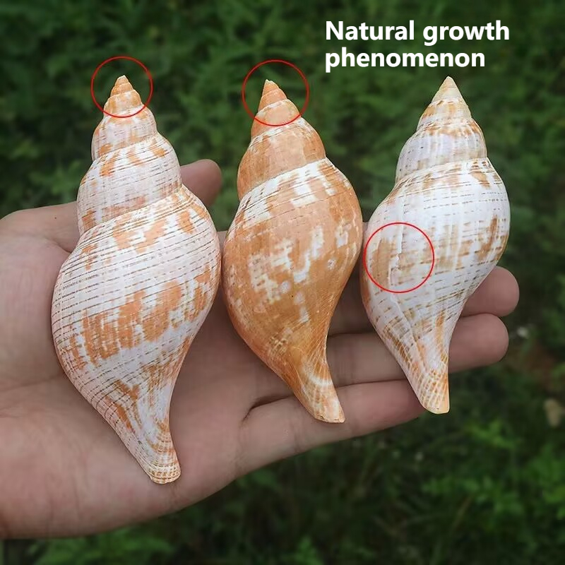 Natural Conch Tulip Snail Herm - Aquarium Fish Popular 评论和价格