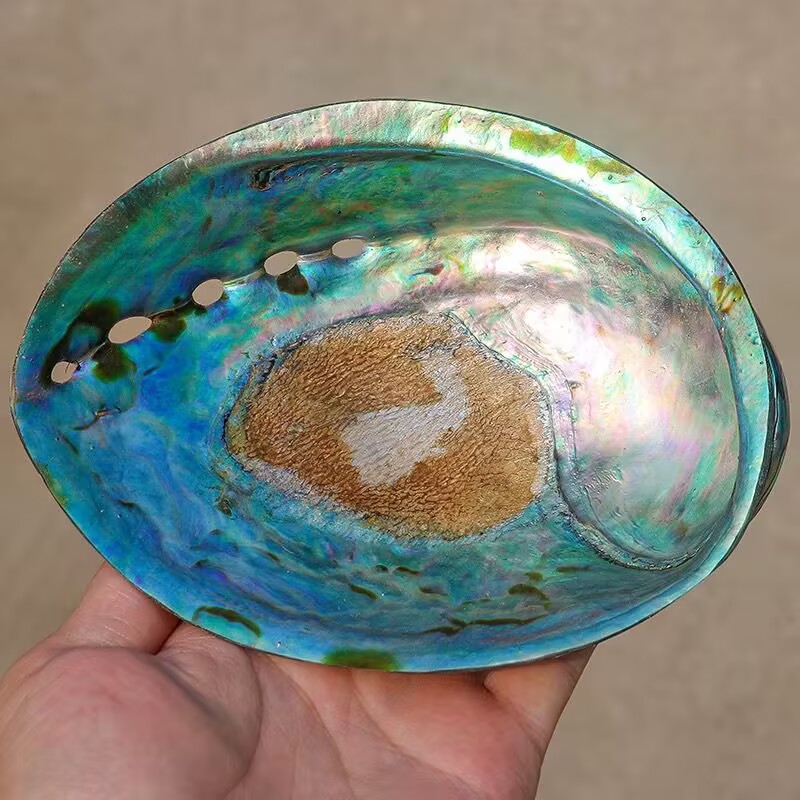 New Zealand Pattern Abalone Sh - Aquarium Fish New Zealand 评论和价格