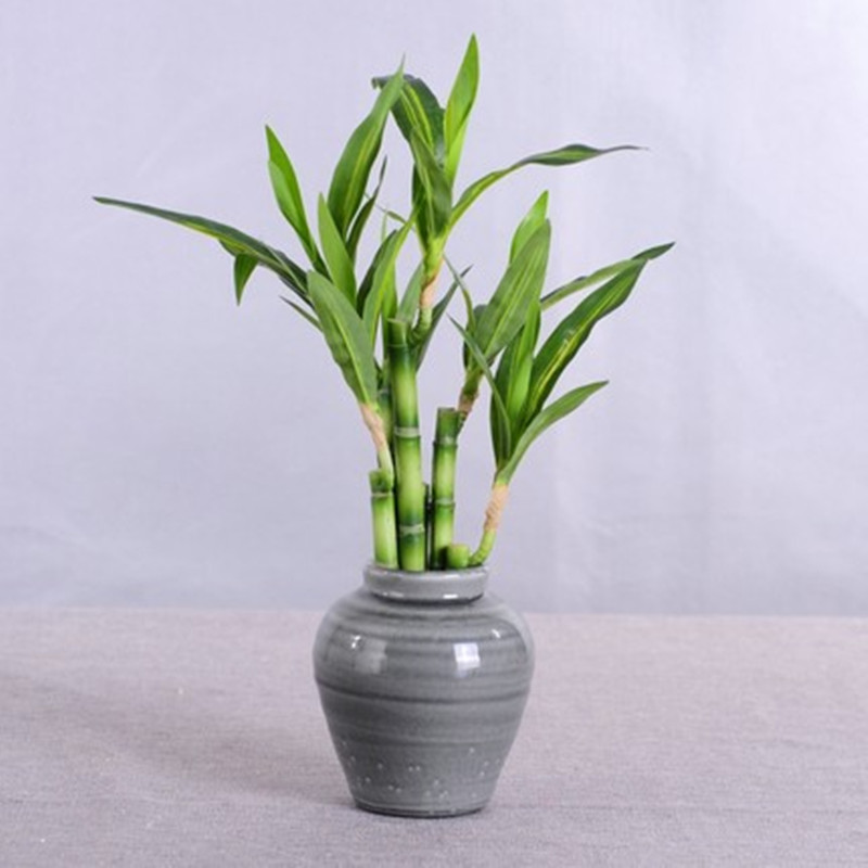 New 40cm Artificial Lucky Bamb - Aquarium Fish Bowl 评论和价格